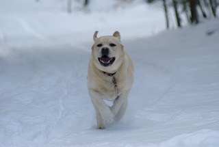 běh na sněhu